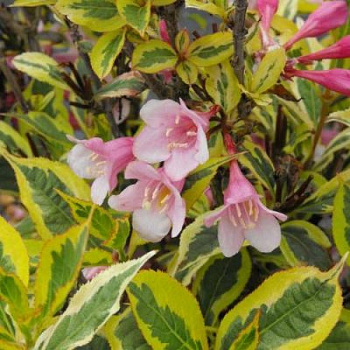 Вейгела цветущая Мэджикал Рейнбоу