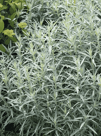 Полынь людовика