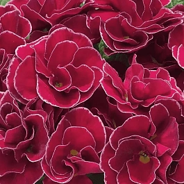 Примула махровая Hethor Petticote Violet