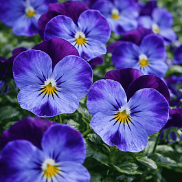 Виола рогатая Denim Jump up