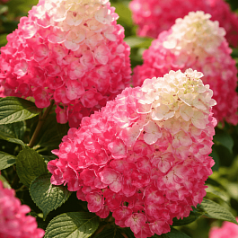 Гортензия метельчатая Redlight