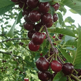 Вишня Облачинская