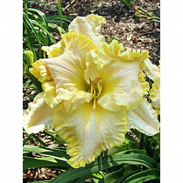 Лилейник гибридный Файндерс Киперс НАБОР 2ШТ (1+1)