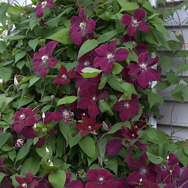 Клематис крупноцветковый Руж Кардинал