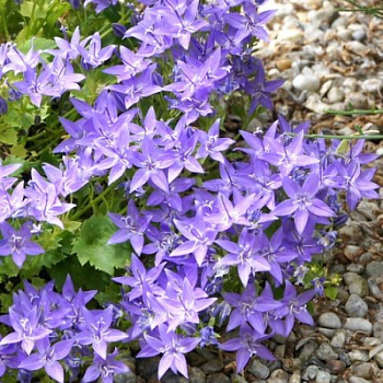 Колокольчик гарганский Филлигри