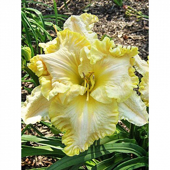 Лилейник гибридный Файндерс Киперс НАБОР 2ШТ (1+1)