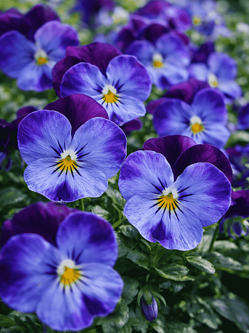 Виола рогатая Denim Jump up