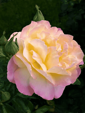 Роза чайно-гибридная Gloria Dei