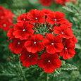 Вербена Empress Sun Red