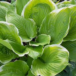 Хоста гибридная Винтер Сноу