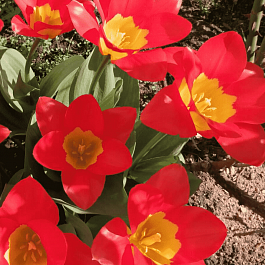 Тюльпан oracle