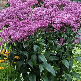 Посконник пятнистый Baby Joe