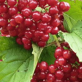 Калина съедобная Гранатовый браслет