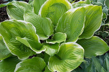 Хоста гибридная Винтер Сноу