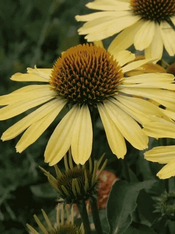 Эхинацея пурпурная Cleopatra