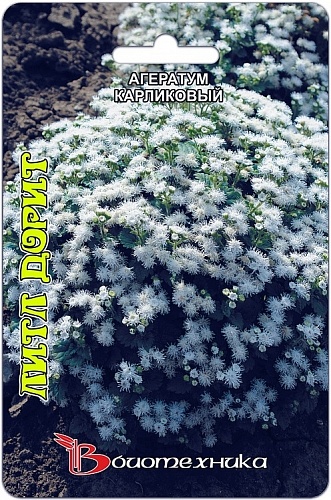 Агератум  карликовый Литл Дорит