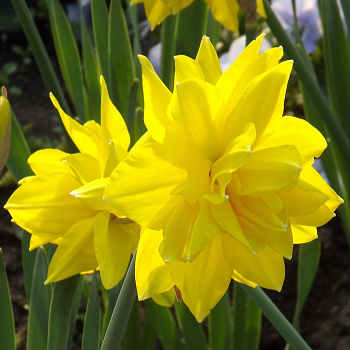 Нарцисс махровый Голден Дукат