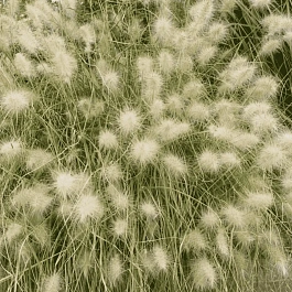 Пеннисетум лисохвостый  Compressum