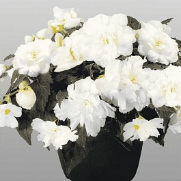 Бегония клубневая Non Stop Mocca White