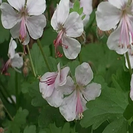Герань кембриджская Saint Ola