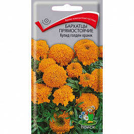 Бархатцы прямостоячие Купид голден оранж