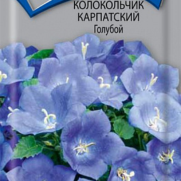 Колокольчик карпатский Голубой