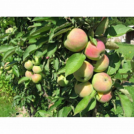 Яблоня колоновидная Каскад Яблоня колоновидная Каскад