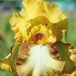 Ирис бородатый Лимерик