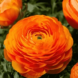 Лютик Азиатский Orange