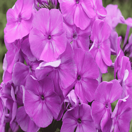 Флокс метельчатый Надежда (Анка Фиолетовая)