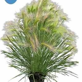 Ячмень гривастый Ricky