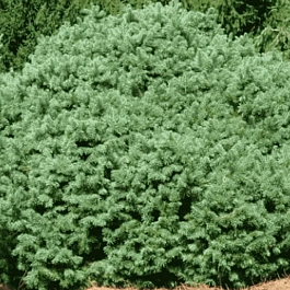 Пихта субальпийская Green Globe