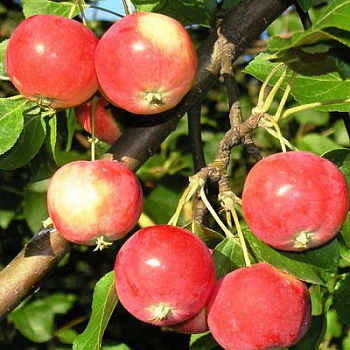 Яблоня Фонарик