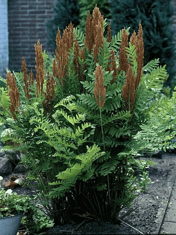 Чистоуст величавый Purpurascens