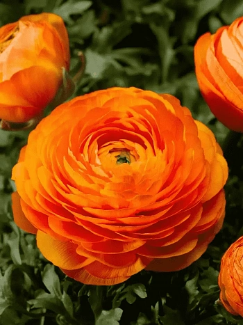 Лютик Азиатский Orange