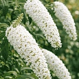Буддлея давида  White Chip