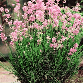 Лаванда узколистная  Rosea