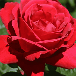 Роза кустовая Херсонес