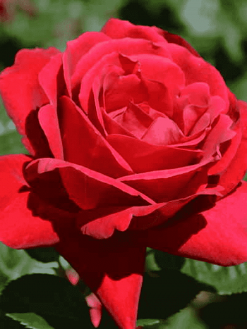 Роза кустовая Херсонес