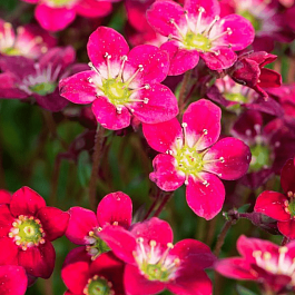 Камнеломка Арендса Rockies Red