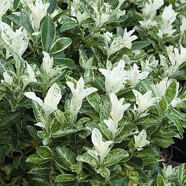 Бересклет японский Пьеролино Бересклет японский Пьеролино