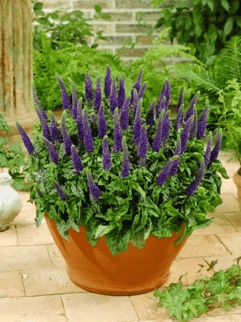 Вероника колосистая Sunny Border Blue