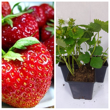Земляника садовая Зефир НАБОР 3ШТ