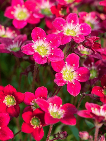 Камнеломка Арендса Rockies Red