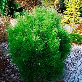 Сосна чёрная Rondello