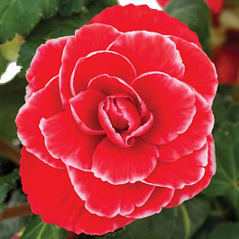 Бегония клубневая Америгибрид Пикоти Лэйс Ред