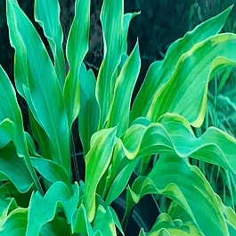 Хоста Hear No Evil