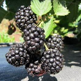 Ежевика Трипл Краун