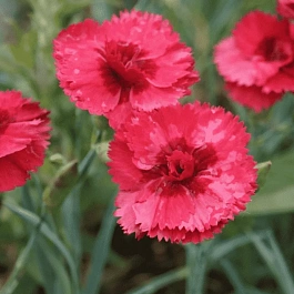 Гвоздика Перистая Munot