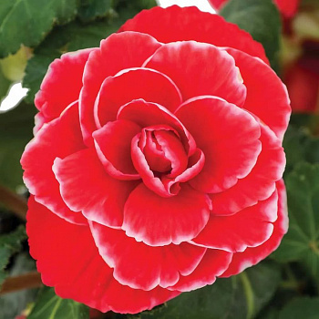 Бегония клубневая Америгибрид Пикоти Лэйс Ред